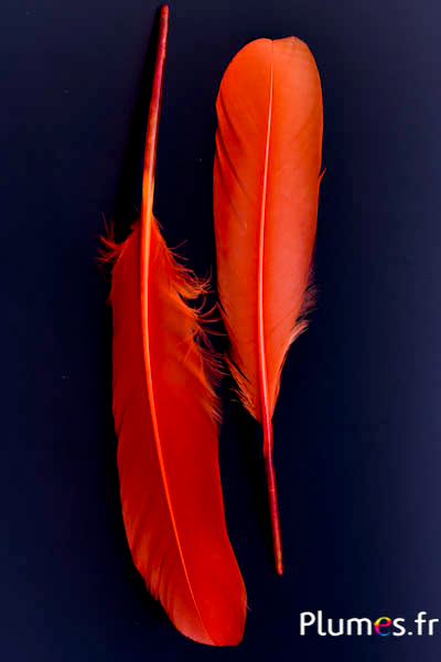 Cygne Soie - 25-30 cm - orange sanguin